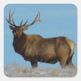 E62 Wapiti Stier Afgetekend tegen de Lucht Vierkante Sticker