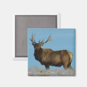 E62 Wapiti Stier Tegen De Lucht Afgetekend Magneet (Voorkant / Achterkant)