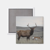 E63 Bull Elk en Pronghorn Antelope Magneet (Voorkant / Achterkant)