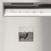 E63 Bull Elk en Pronghorn Antelope Magneet (Insitu (Vaatwasser))