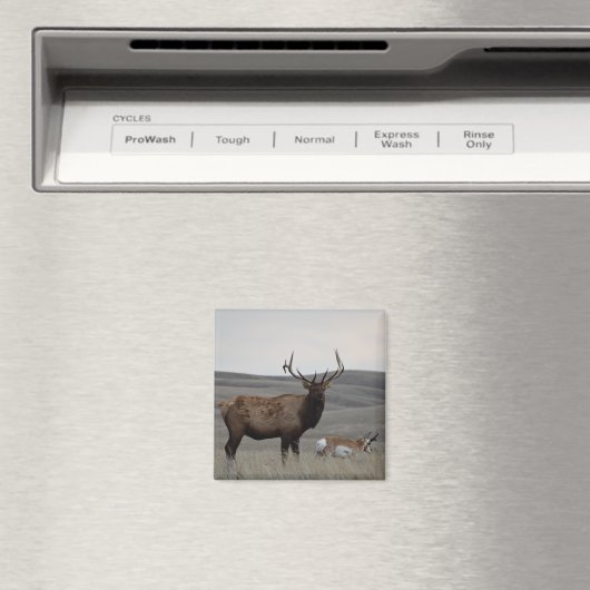 E63 Bull Elk en Pronghorn Antelope Magneet (Insitu (Vaatwasser))