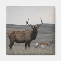 E63 Bull Elk en Pronghorn Antelope