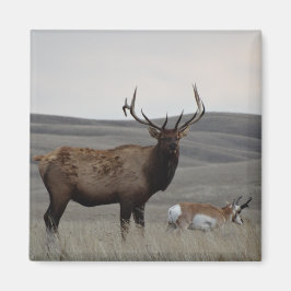 E63 Bull Elk en Pronghorn Antelope Magneet