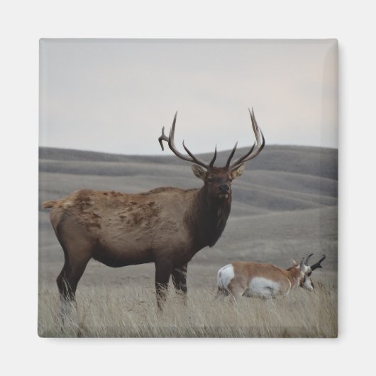 E63 Bull Elk en Pronghorn Antelope Magneet (Voorkant)