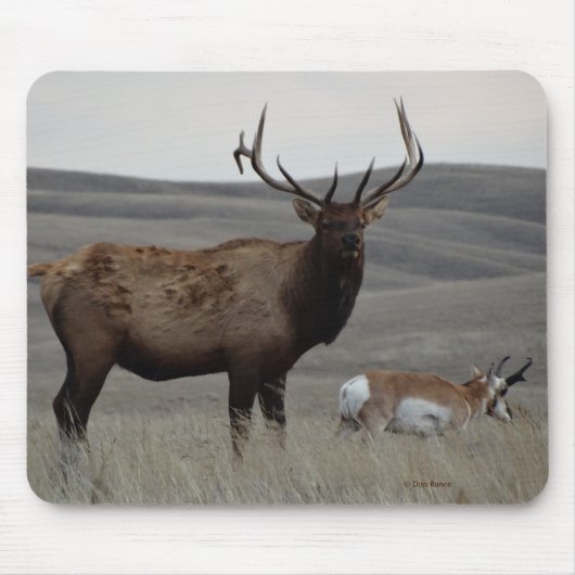 E63 Bull Elk en Pronghorn Antelope Muismat (Voorkant)