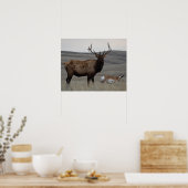 E63 Bull Elk en Pronghorn Antelope Poster (Keuken)