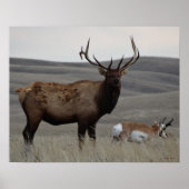 E63 Bull Elk en Pronghorn Antelope Poster (Voorkant)