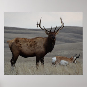 E63 Bull Elk en Pronghorn Antelope Poster