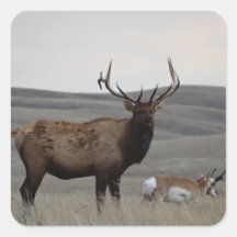 E63 Bull Elk en Pronghorn Antelope