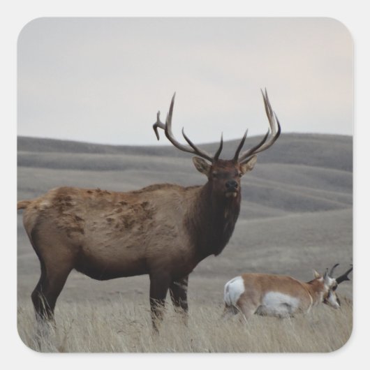 E63 Bull Elk en Pronghorn Antelope Vierkante Sticker (Voorkant)