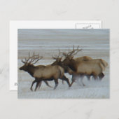E64 Bull Elk Briefkaart (Voorkant / Achterkant)