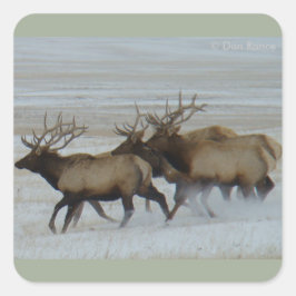 E64 Bull Elk in bedrijf Vierkante Sticker