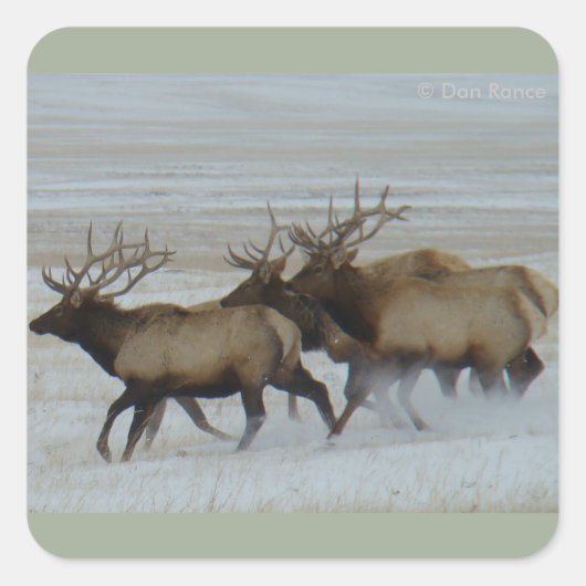 E64 Bull Elk in bedrijf Vierkante Sticker (Voorkant)