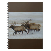 E64 Bull Elk op sneeuw