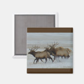 E64 Bull Elk Rent Magneet (Voorkant / Achterkant)