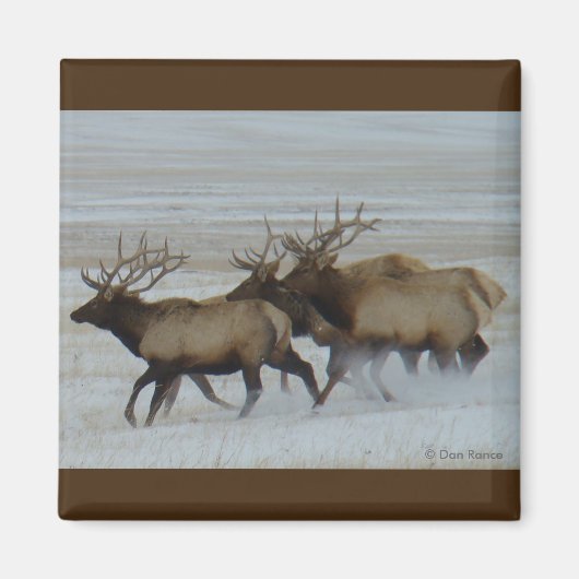 E64 Bull Elk Rent Magneet (Voorkant)