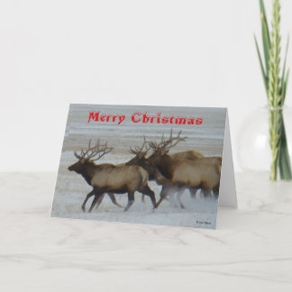 E64 Bull Elk Running Christmas Card Bedankkaart
