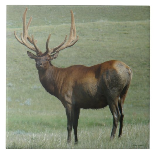 E65 Bull Elk Muddy Bull in Velvet Tegeltje (Voorkant)