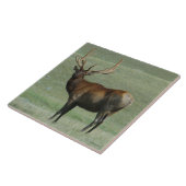 E65 Bull Elk Muddy Bull in Velvet Tegeltje (Zijkant)