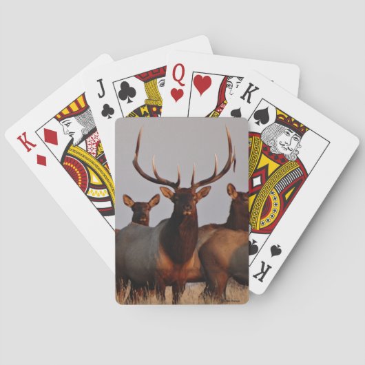E66 Bul Eland en Koeien Pokerkaarten (Achterkant)