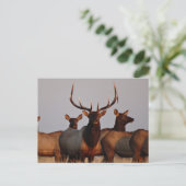 E66 Elk bull en koeien Briefkaart (Staand voorkant)