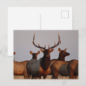 E66 Elk bull en koeien Briefkaart (Voorkant / Achterkant)