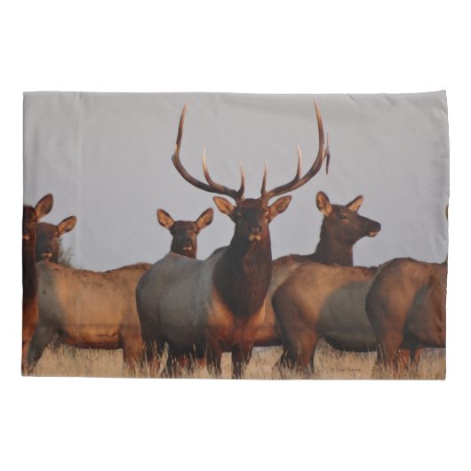 E66 Elk bull en Koeien Kussensloop (Achterkant)