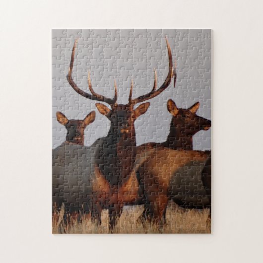 E66 Elk bull en Koeien Legpuzzel (Verticaal)