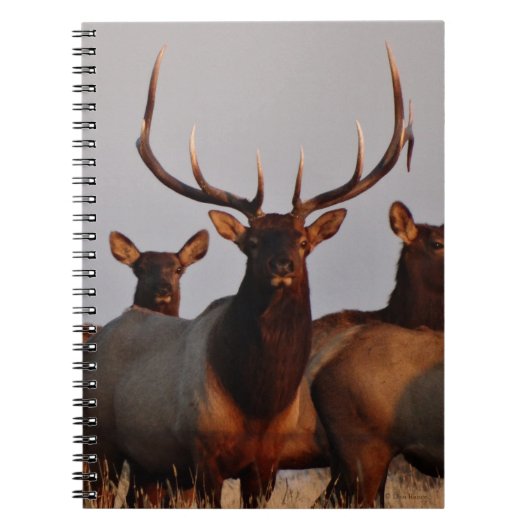 E66 Elk bull en Koeien Notitieboek (Voorkant)