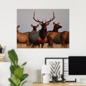 E66 Stiereland en koeien Poster (Thuiskantoor)