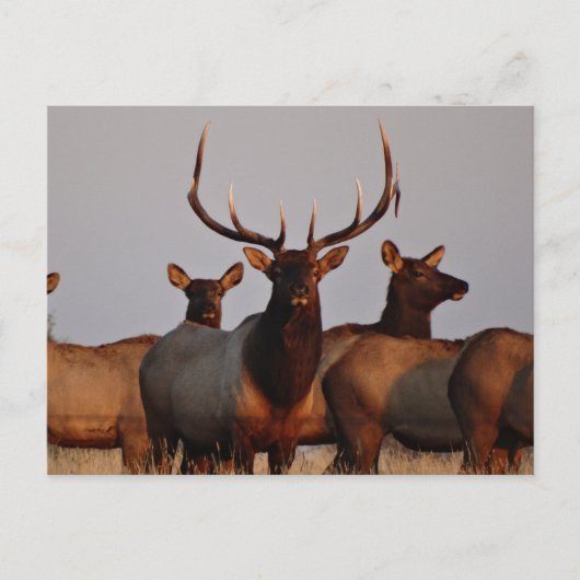 E66 Stierelanden en koeien Briefkaart (Voorkant)