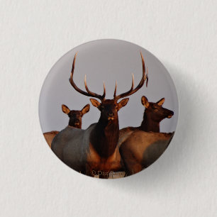 E66 Stierelanden en Koeien Ronde Button 3,2 Cm