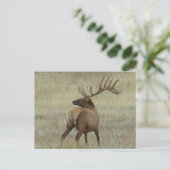 E6 Bull Elk in Fluwelen Gewei Briefkaart (Staand voorkant)