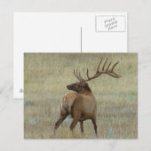E6 Bull Elk in Fluwelen Gewei Briefkaart (Voorkant / Achterkant)
