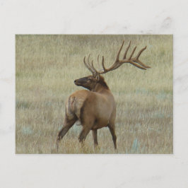E6 Bull Elk in Fluwelen Gewei Briefkaart