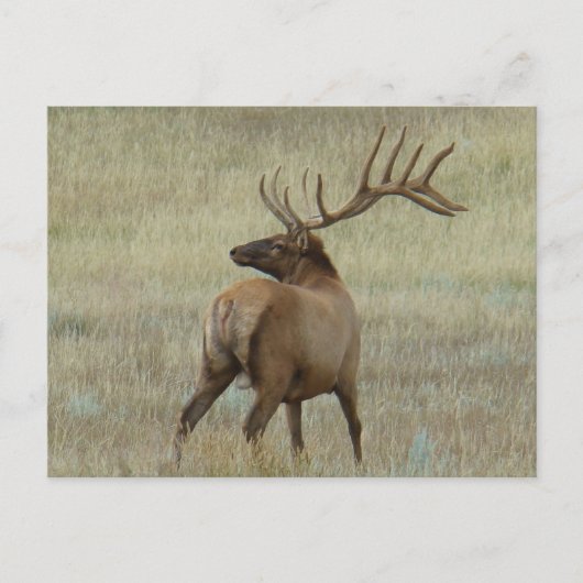 E6 Bull Elk in Fluwelen Gewei Briefkaart (Voorkant)