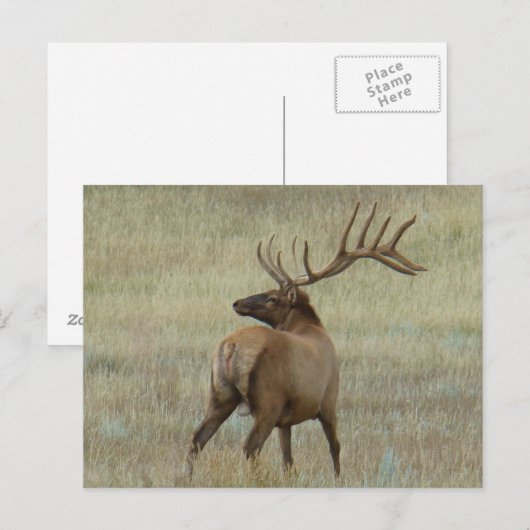 E6 Bull Elk in Velvet Briefkaart (Voorkant / Achterkant)