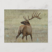 E6 Bull Elk in Velvet Briefkaart (Voorkant)