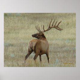 E6 Bull Elk in Velvet Poster