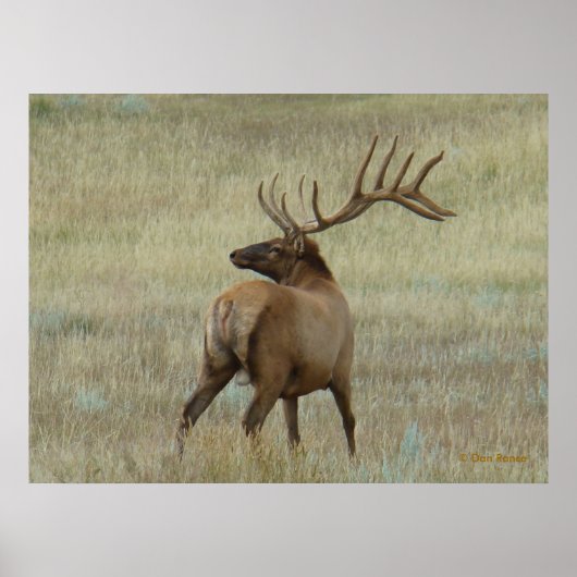 E6 Bull Elk in Velvet Poster (Voorkant)