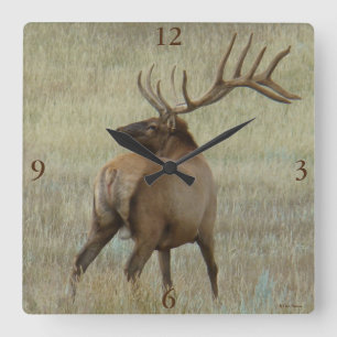 E6 Bull Elk in Velvet Vierkante Klok