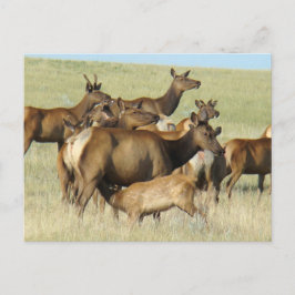 E7 Eland en Kalf Eland Voeren Briefkaart