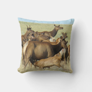 E7 Koe-eland voert kalf Kussen