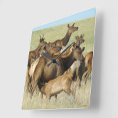 E7 Koe en Calf Elk voer Vierkante Klok (Hoek)