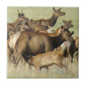 E7 Koe Voeding Kalvereland Tegeltje (Voorkant)