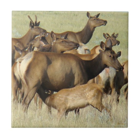 E7 Koe Voeding Kalvereland Tegeltje (Voorkant)