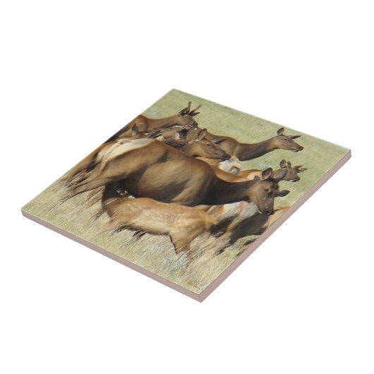 E7 Koe Voeding Kalvereland Tegeltje (Zijkant)