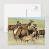 E7 Kool Elk en kalveren Briefkaart (Voorkant / Achterkant)