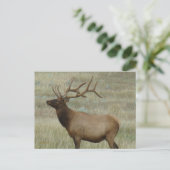 E8 Bul-Eland in Fluwelen Gewei Briefkaart (Staand voorkant)