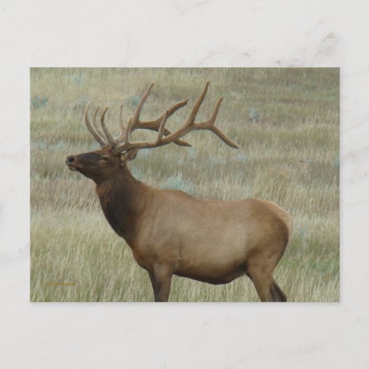E8 Bul-Eland in Fluwelen Gewei Briefkaart (Voorkant)